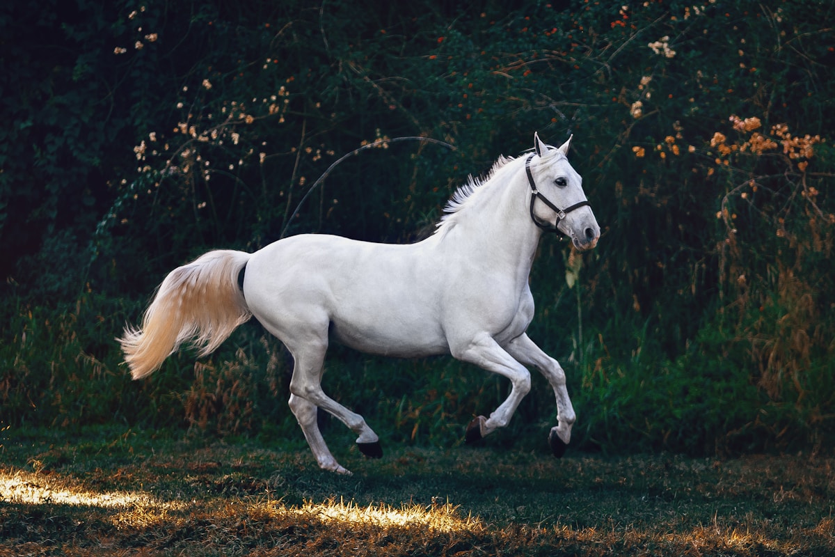 Cabalgata Criolla — Caballos y Asado en Finca Mendocina